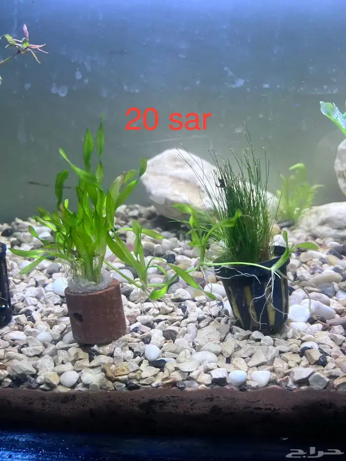 Aquarium plants 1