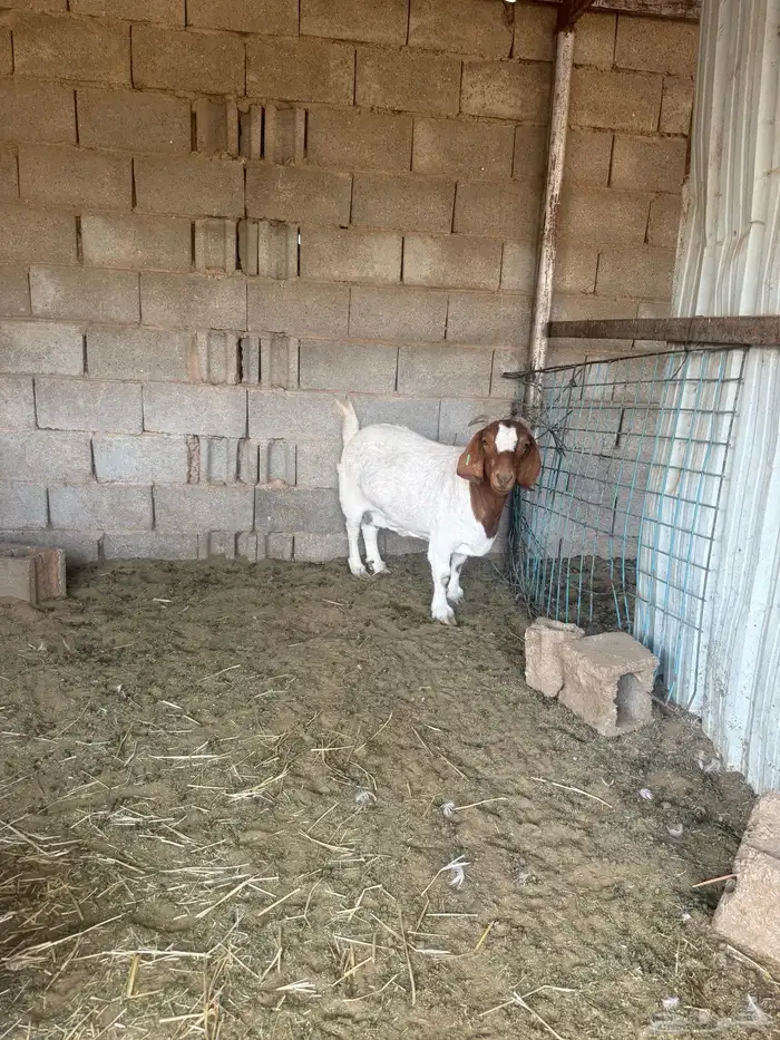 ماعز عنز بورقوت صنف 0