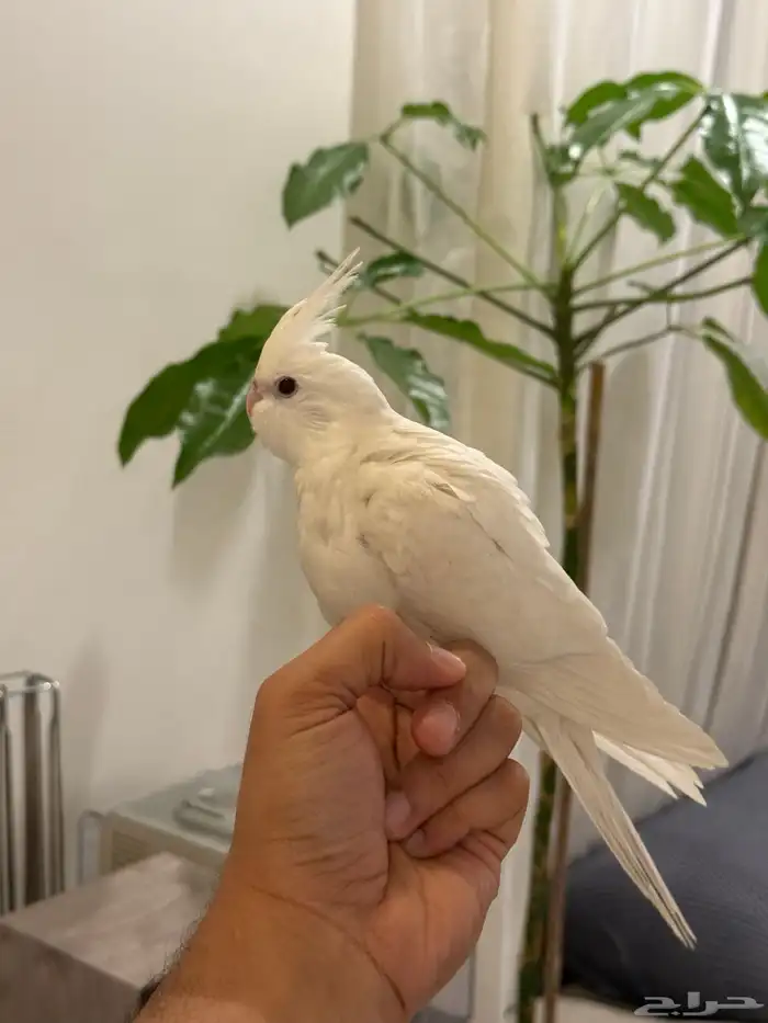 فروخ كروان بداية فطام اليفين جدا 30