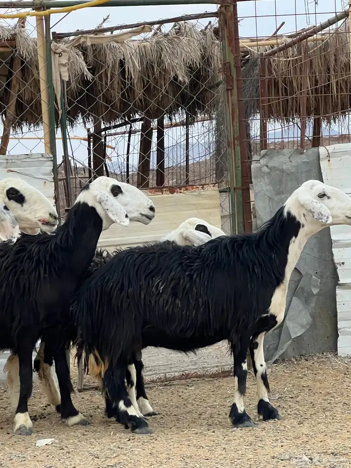 ضان حجريات صنف 23