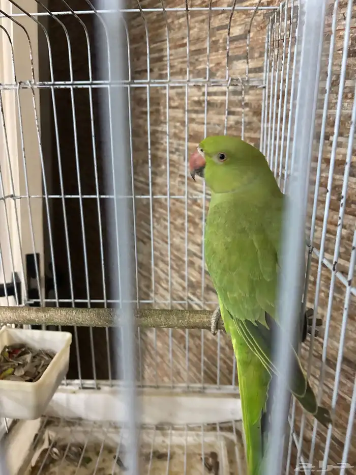 دره هندي ذكر 2