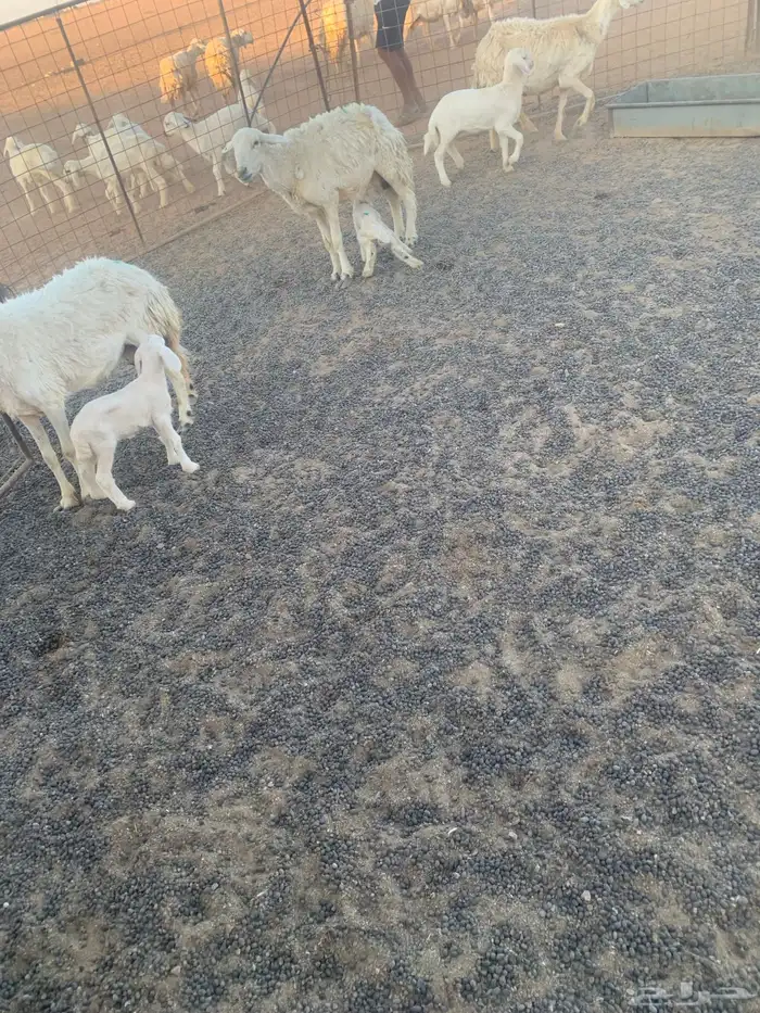 للبيع شياه 3موليد 0