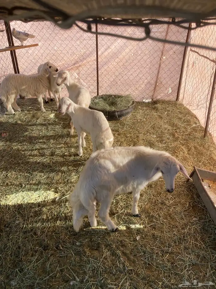 خرفان للبيع 2