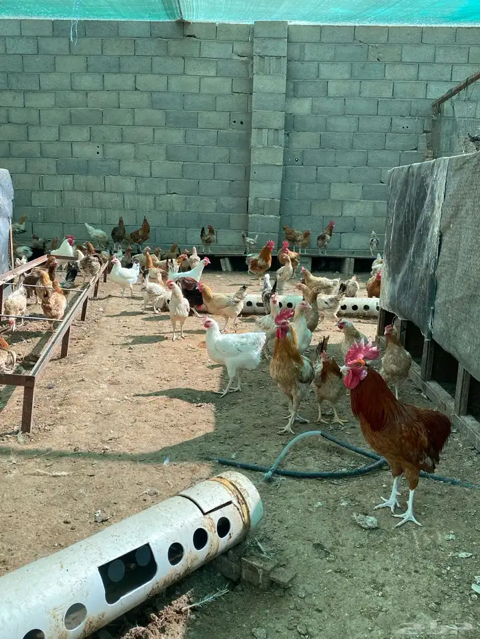 للبيع دجاج بلدي عمر ثمان وتسع شهور تقريبا 2