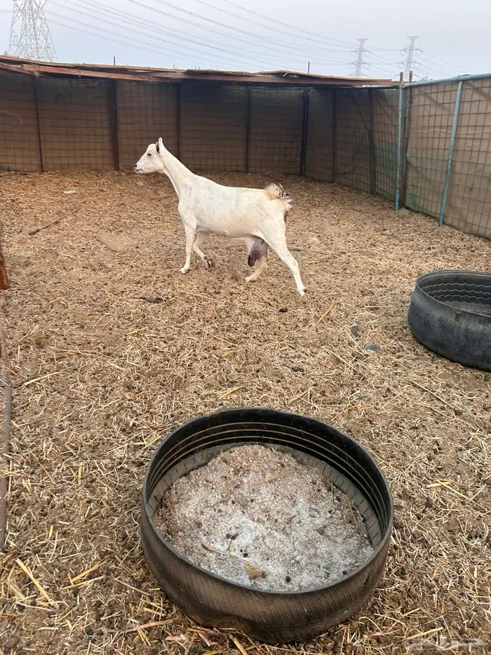 عنز صلالية 2