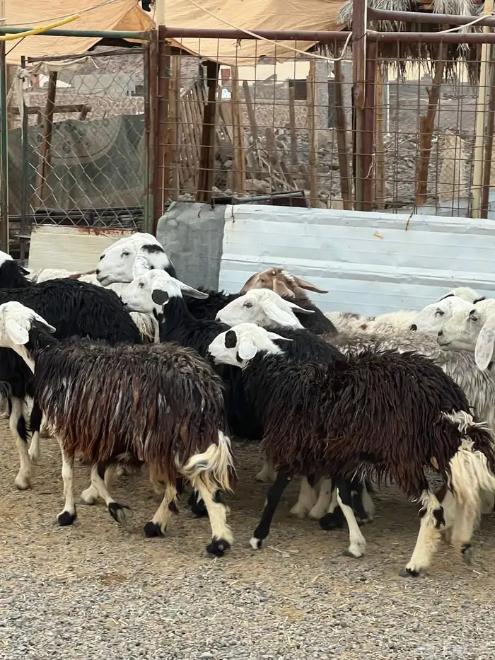 ضان حجريات صنف 8