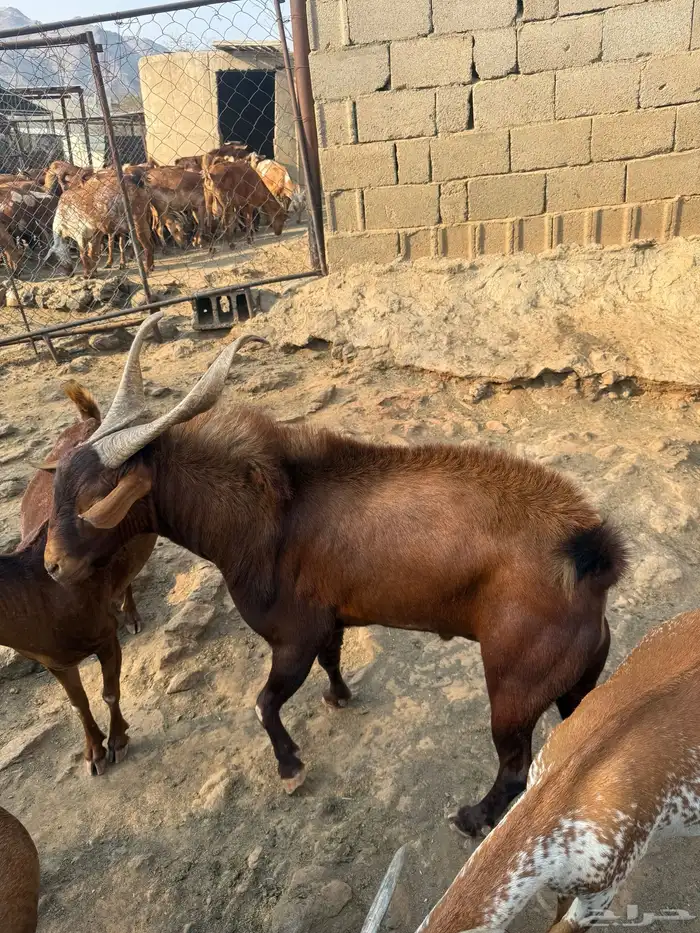 تيس فحل حار احمر مولد في المراح اسن سديس 0