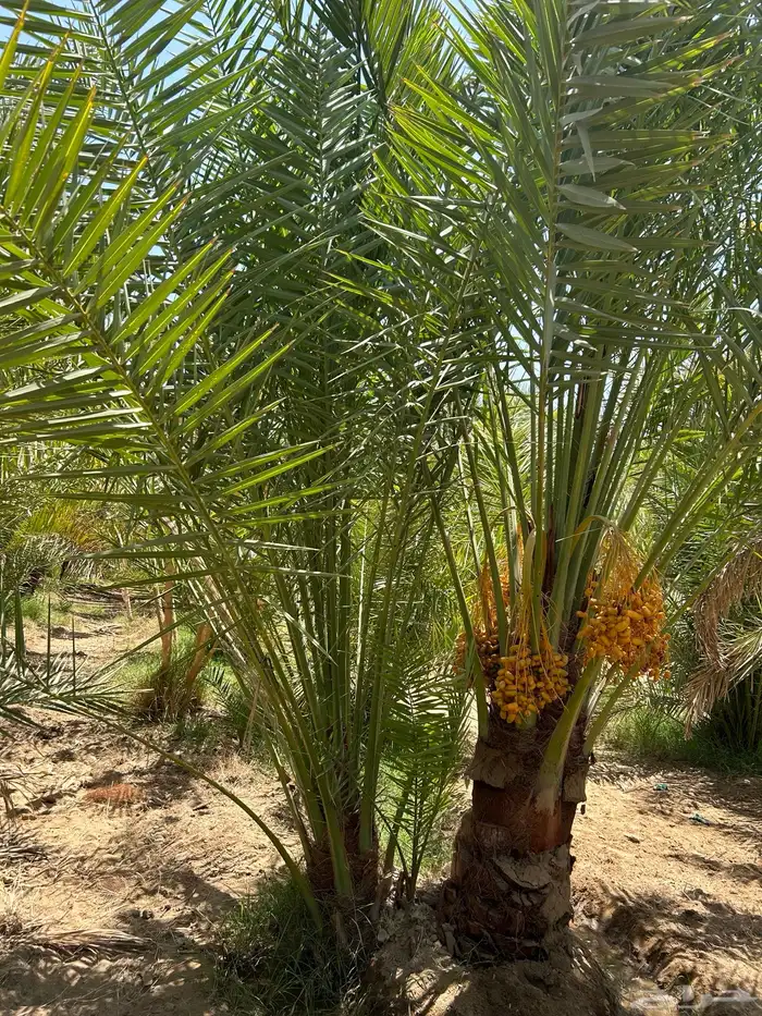 نخل مثمر للبيع نوصل لا جميع أنحاء المملكة 1