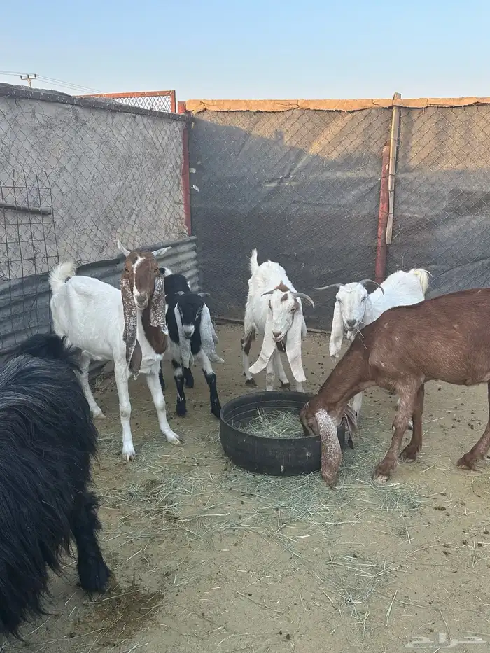 معزاء العدد 5 وتيس تام حار 7