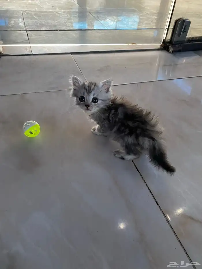 قطط شيرازيه 5