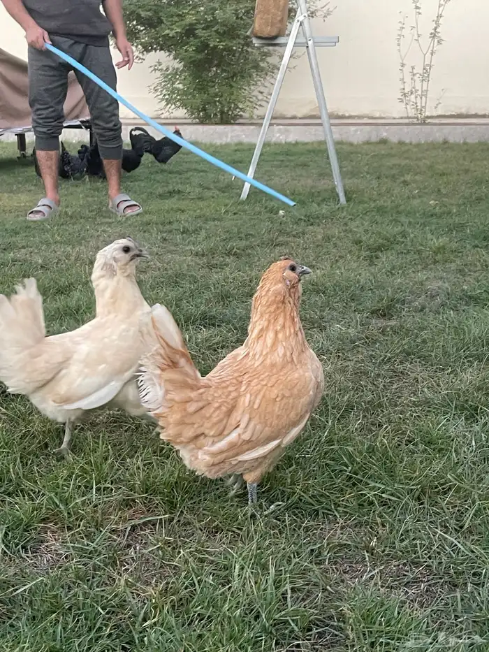 بيض دجاج زينة مخصب بإذن الله 20