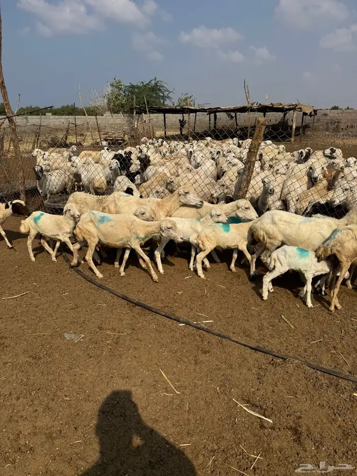 ضان رفيدي مناتيج 3