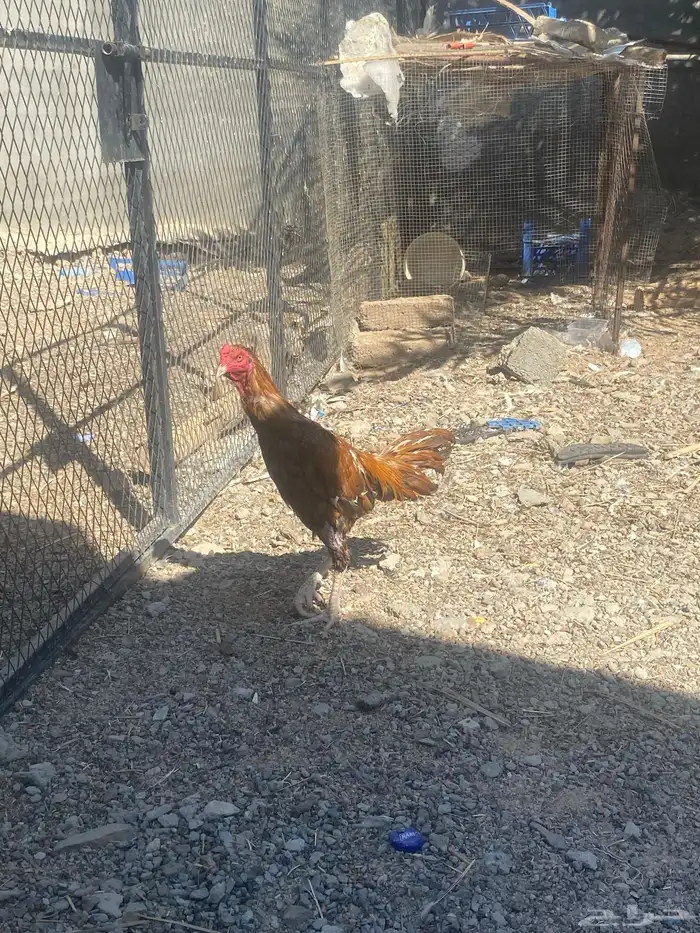 ديك باكستاني 0