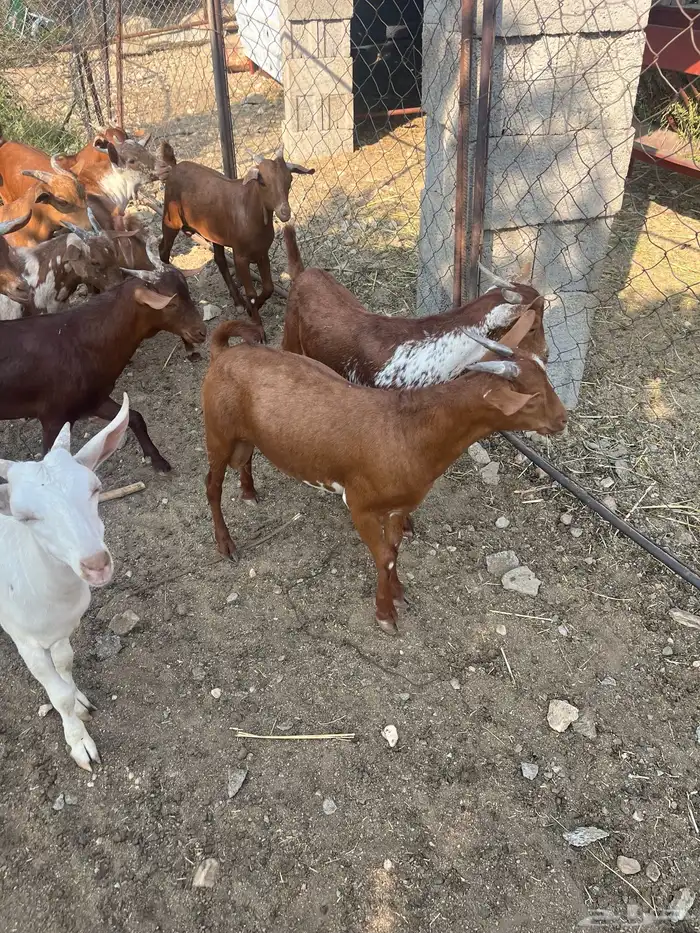 تيوس العدد 14 الحد من. 1100 9