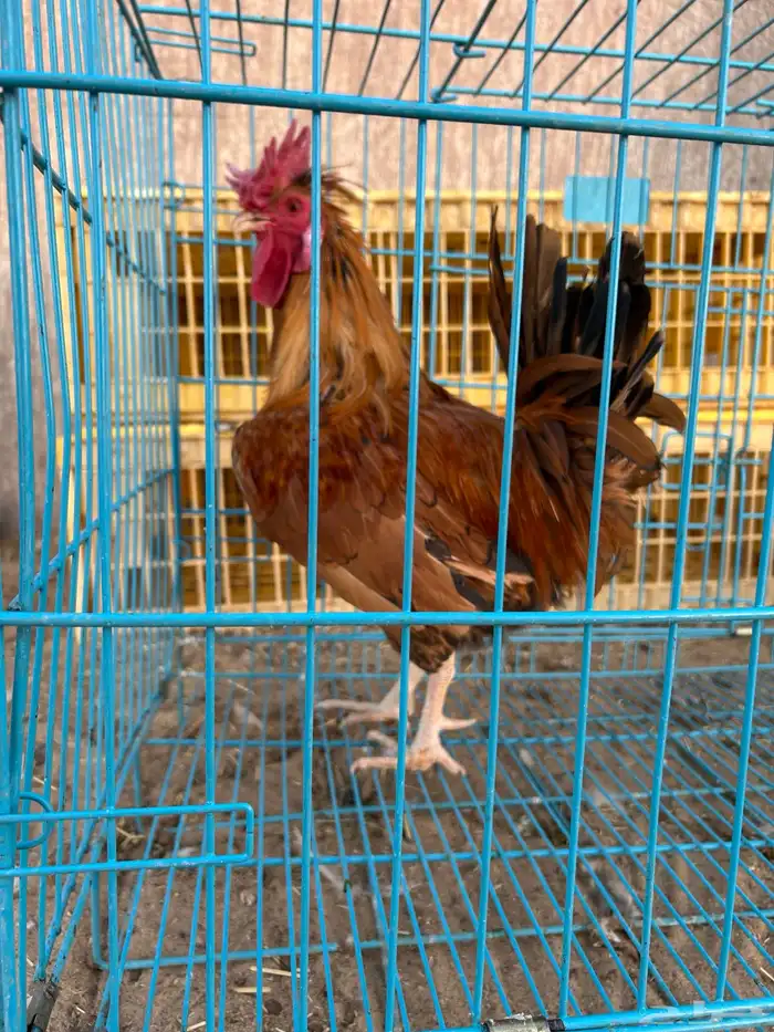 ديوك ترثه فرقى مستوى تب 19