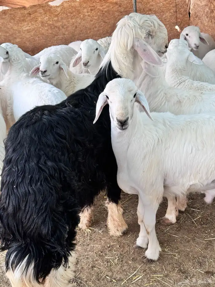 15 طلي وفيهن نجدي واحد 5