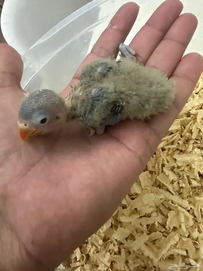 للبيع فيشر غر ب 50 و 70 تم البيع 1