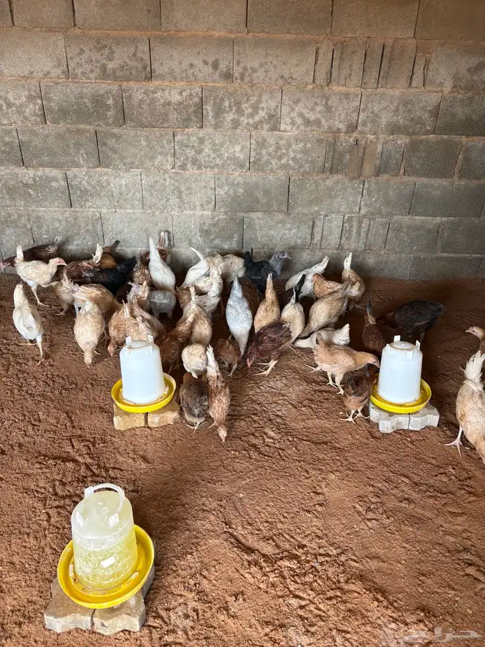 للبيع دجاج 3