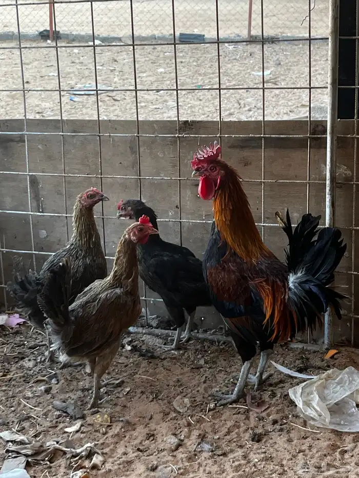 طقم دجاج عربي احمر 2