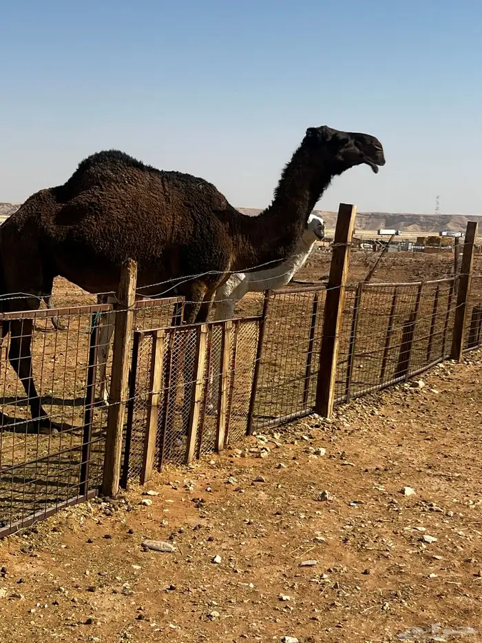 ناقه صفرا ضروبه 1