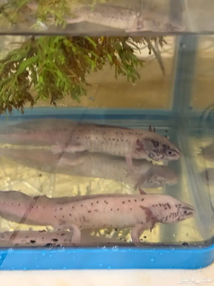 حيوان الاكسلوتل (شيطان البحر ) 2