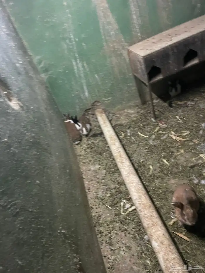 ارانب للبيع 3