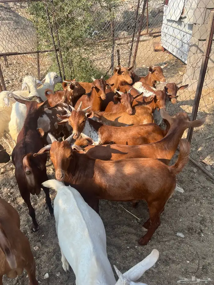 تيوس العدد 14 الحد من. 1100 16