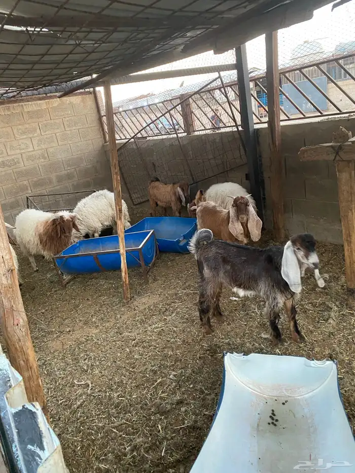 طليان وتيوس ذبايح 0