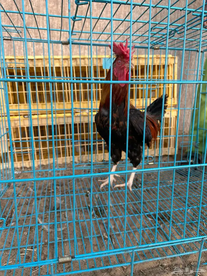 ديوك ترثه فرقى مستوى تب 14