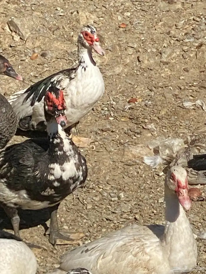 بط للبيع   . 2