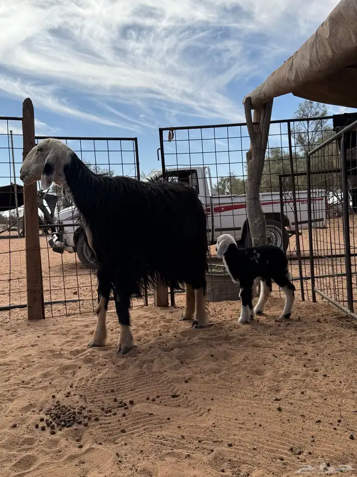 نعجة نجدية والد 5