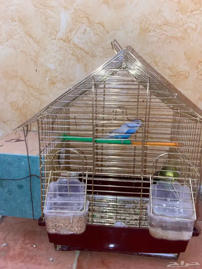 طيور البادجي 1