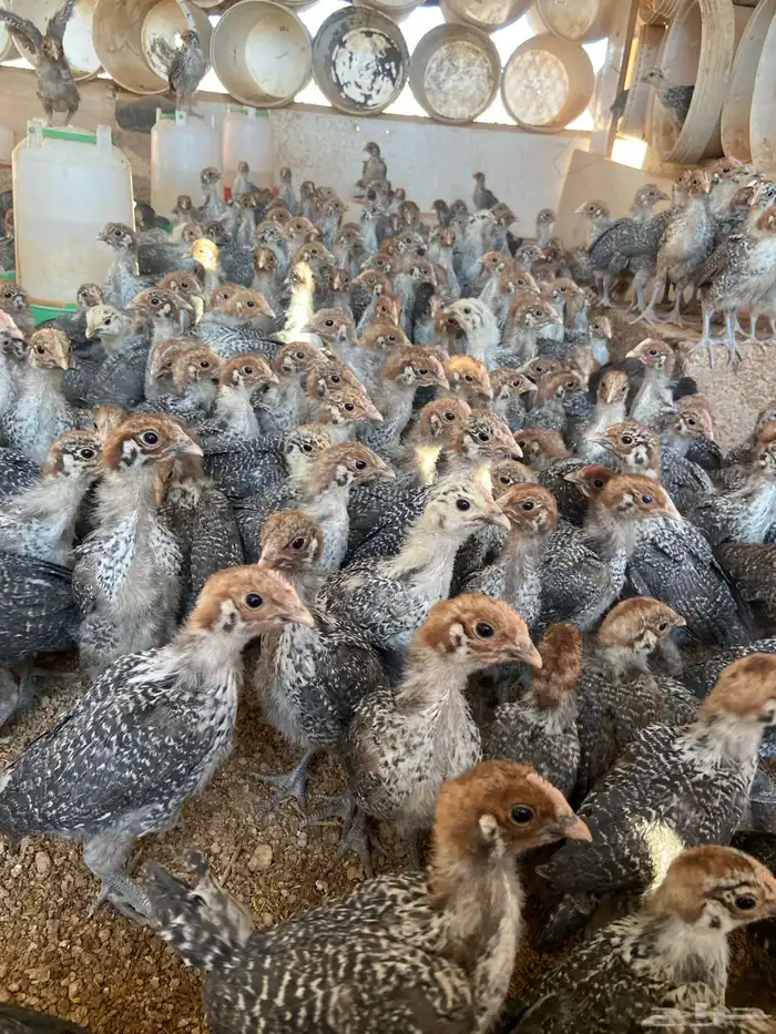 فروج دجاج فيومي شبابي 0