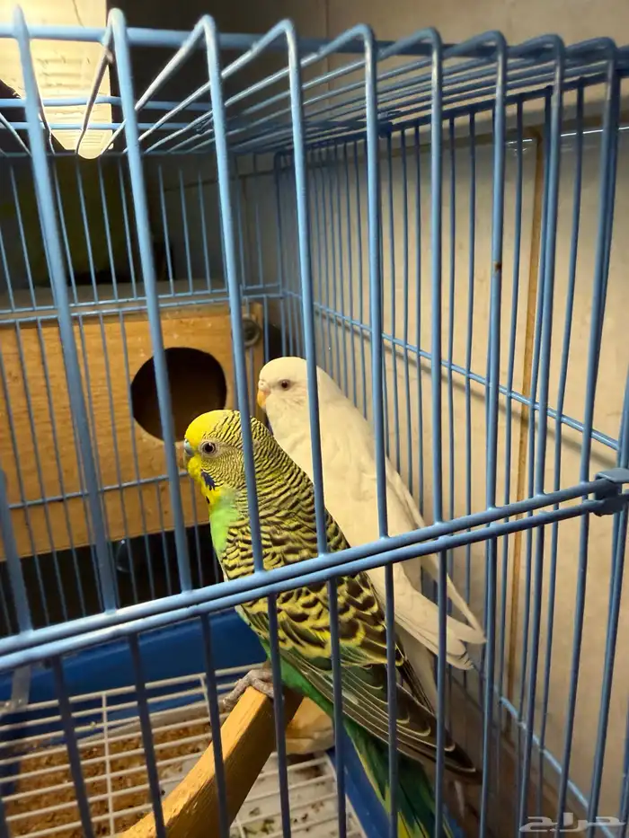 عرض لكم جوز بادجي لون وحجم بطل واليف 0