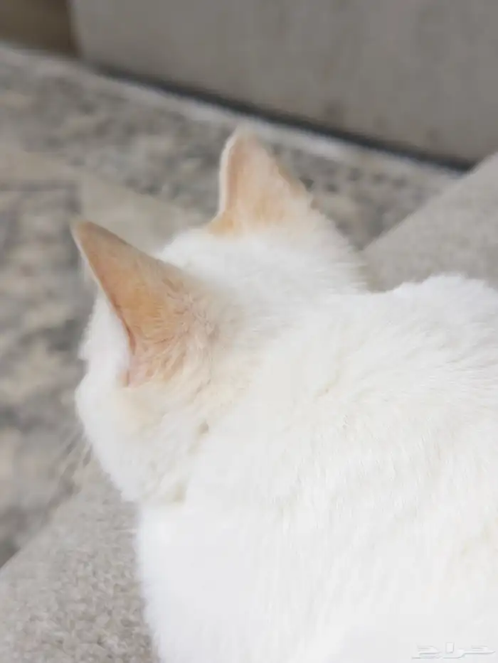 كتن سكوتش ستريت 4