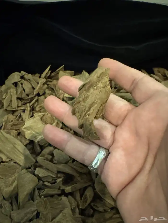 عود مروكي طبيعي 100   100 فخامه لا متناهيه 1