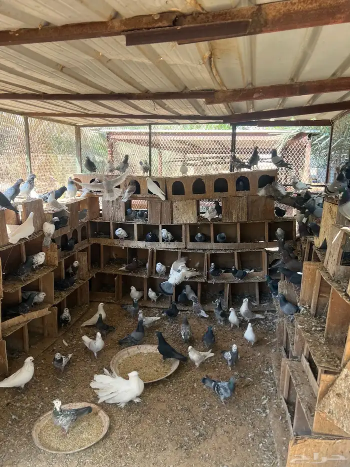 عشة حمام مشكل الخرج العفجه 1