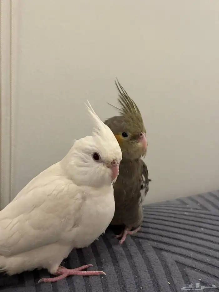 فروخ كروان بداية فطام اليفين جدا 3