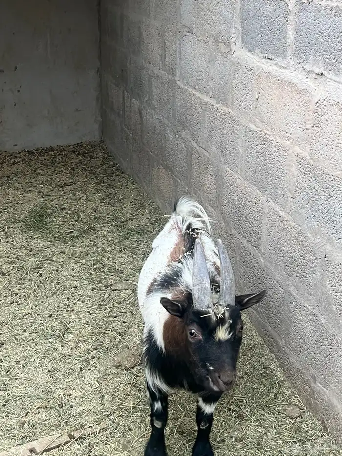 ماعز قزم مكس 4