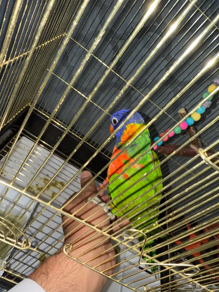 لوري ريمبو . اليف عمره 9شهور 0