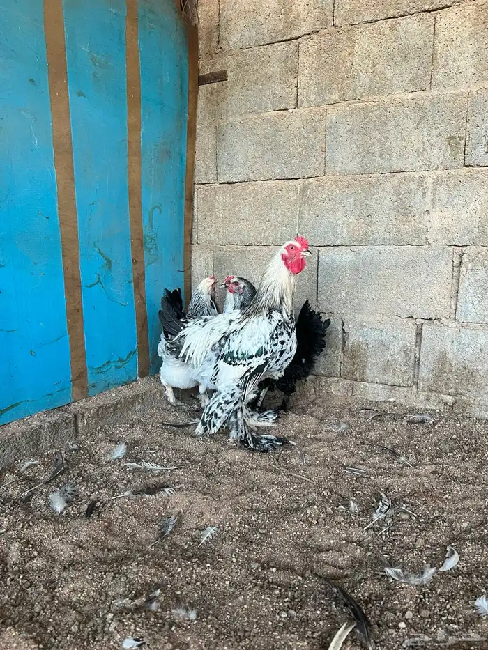 للبيع طقم براهما 0