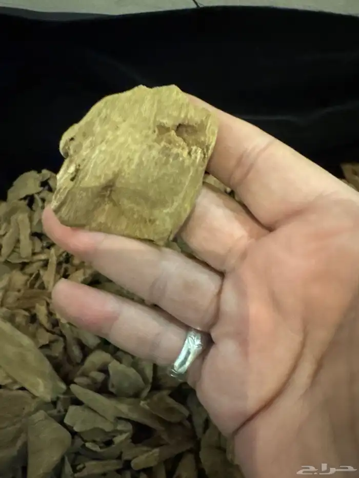 عود مروكي طبيعي 100   100 فخامه لا متناهيه 0