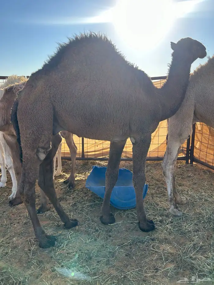 قعدان على حليب مقفله شحم 0