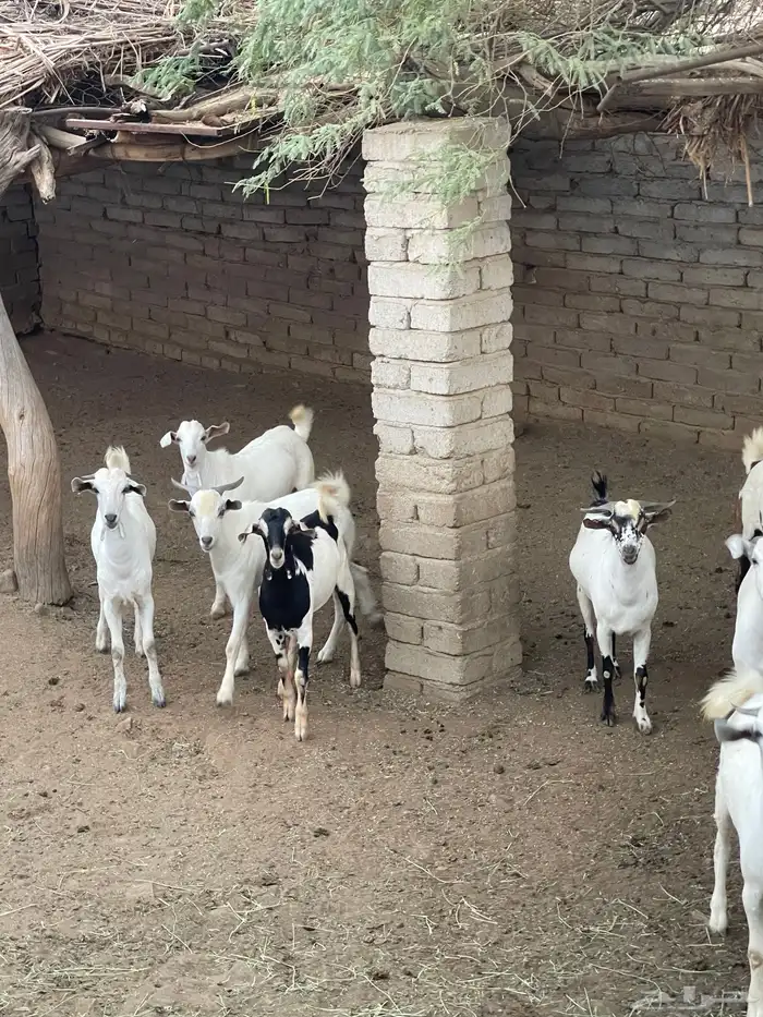 تيوس فل شحم ماشاء الله صحتها شرط 3