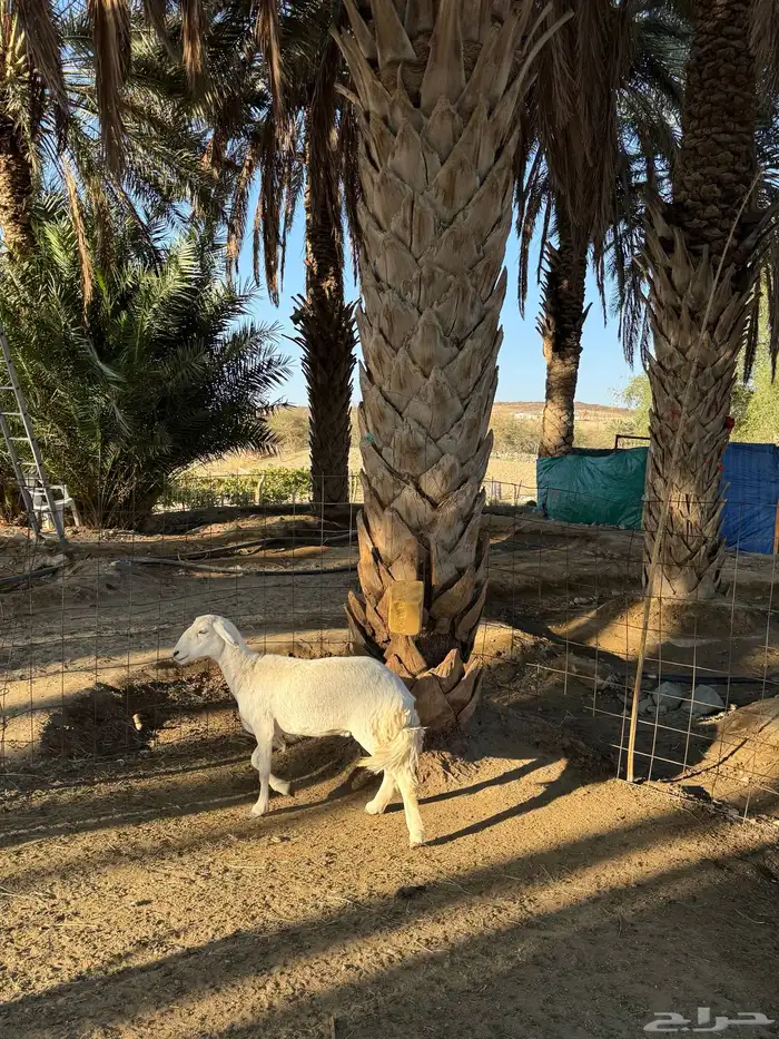 رخل ثنيه نظيفة وشحم 3