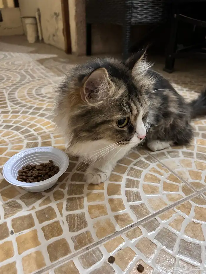 قط ضايع في الشارع مدري وش جنسه اليف تواصل اذا تعرف راعيه 2