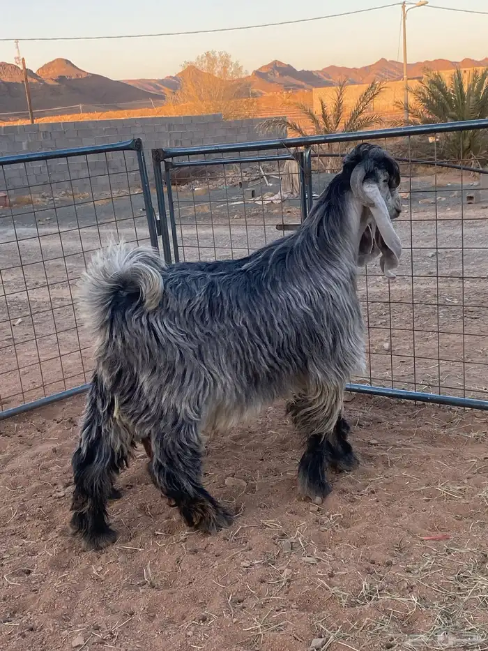 تيس فحل معزا عوارض شهب 1