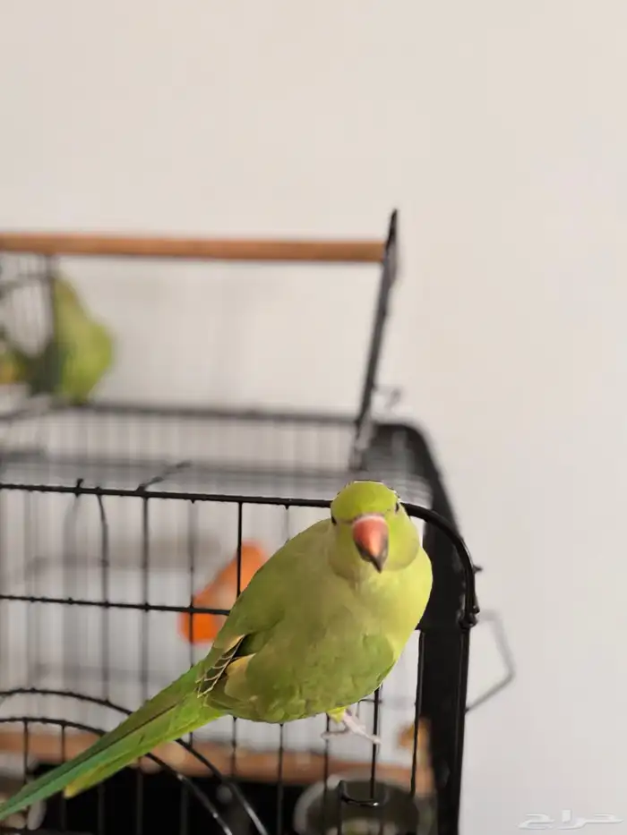 زوج ببغاء درة 7