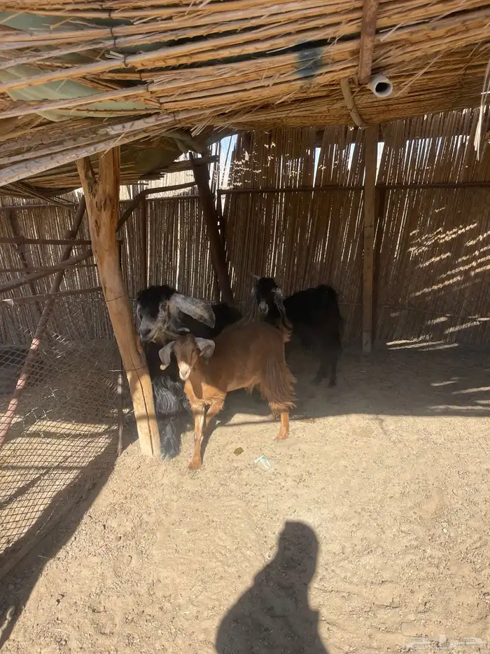 معزاء دفيع 8