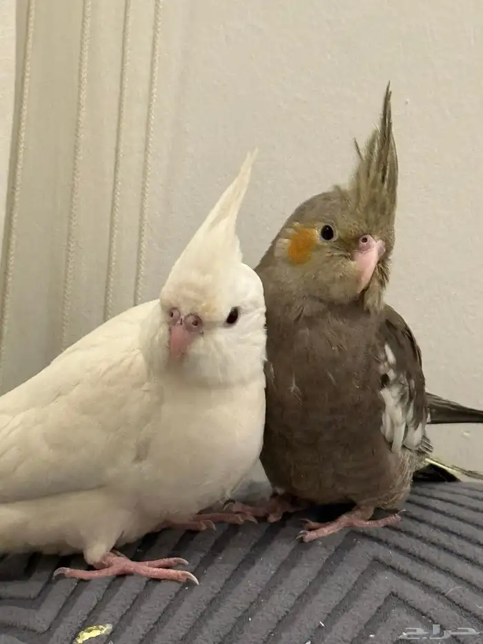 فروخ كروان بداية فطام اليفين جدا 0